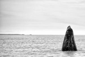 grey whale mother nose going up in black and white photo