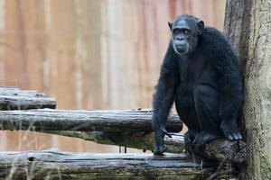 Ape chimpanzee monkey photo