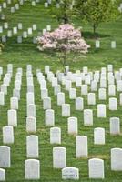 arlington cemetery graveyard photo