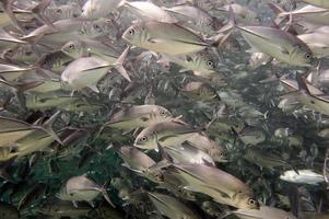 un gigante viajar colegio de pescado cerca arriba en el profundo azul mar foto