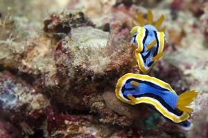 Two Colorful nudibranch on a rock in Sipadan, Borneo, Malaysia photo