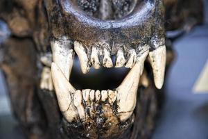 saber teeth tiger photo