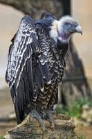 Isolated vulture, buzzard looking at you photo