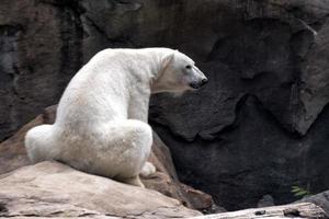 white bear at the zoo photo