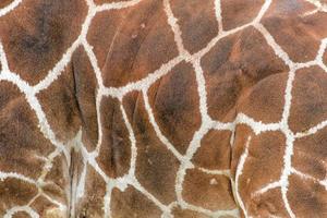 giraffe fur texture background close up photo