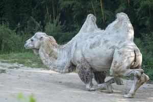White camel portrait photo
