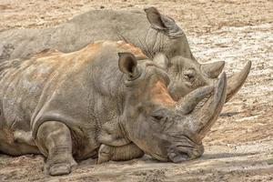 Retrato de rinoceronte blanco africano mientras se relaja foto