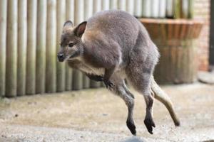 kangaroo while jumping photo