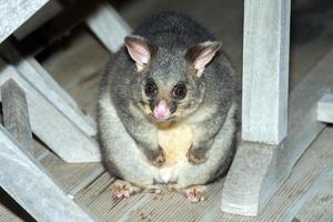 brush tailed possum raccoon in Kangaroo Island photo