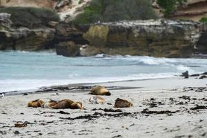 australian sea lion relaxing on the beach photo