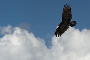 buzzard red head in baja california photo