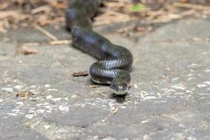 negro serpiente mientras viniendo a usted foto