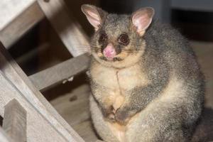 mapache zarigüeya de cola de cepillo en la isla canguro foto