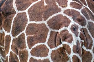 giraffe fur texture background close up photo