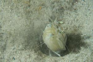 White lobster while hunting photo