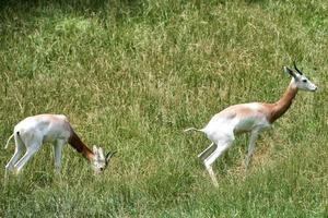 Addra Gazelle portrait on savana background photo