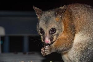 mapache zarigüeya de cola de cepillo en la isla canguro foto