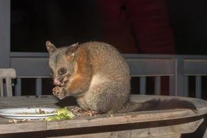 mapache zarigüeya de cola de cepillo en la isla canguro foto