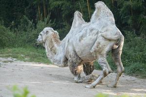 White camel portrait photo