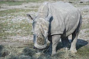 retrato de rinoceronte blanco foto