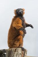 lemur monkey while spreading arms to the sun photo