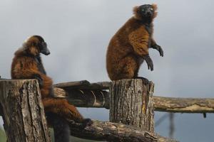 lemur monkey while spreading arms to the sun photo