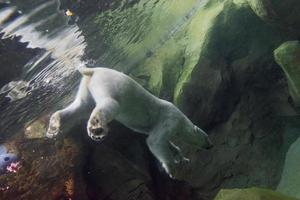 white bear underwater at the zoo photo