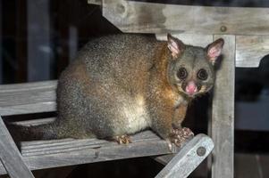 mapache zarigüeya de cola de cepillo en la isla canguro foto