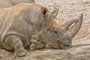 Retrato de rinoceronte blanco africano mientras se relaja foto