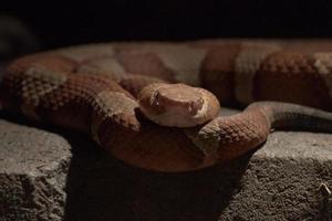 serpiente de cascabel Listo a ataque en rocas foto