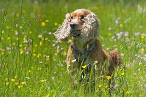 Isolated english cocker spaniel on the grass background photo