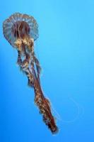 Aquarium Jellyfish in the deep blue photo