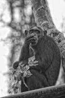 Ape chimpanzee monkey in black and white photo