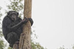 Ape chimpanzee monkey looking at you photo