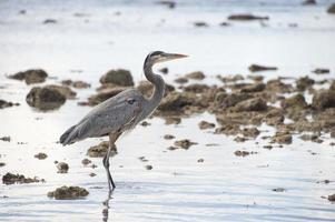 Blue black heron portrait photo