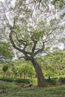 Inside tropical rainforest in Hawaii set of pirates of caribbean photo