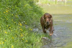 Isolated english cocker spaniel while playing in the river photo