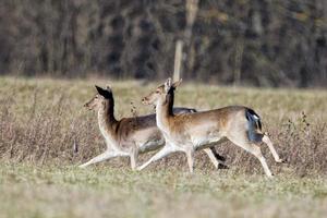 fallow deers while running photo