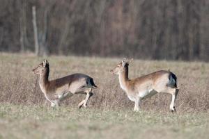 fallow deers while running photo