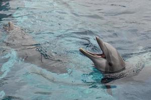 abierto boca delfín foto