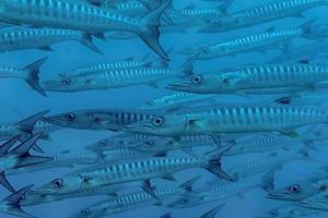 Inside a school of barracuda photo