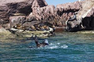 sea lion seals relaxing photo