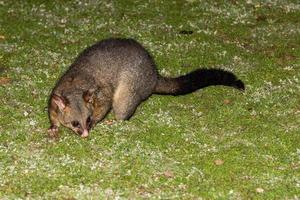 mapache zarigüeya de cola de cepillo en la isla canguro foto