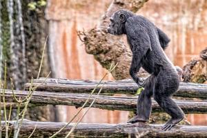 Ape chimpanzee monkey walking under rain photo
