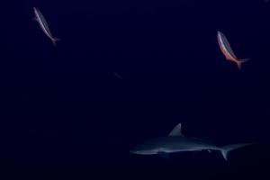 Grey shark jaws ready to attack underwater close up portrait photo