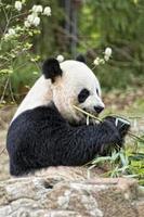 giant panda while eating bamboo photo