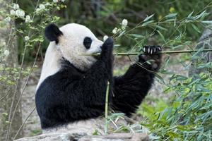 giant panda while eating bamboo photo