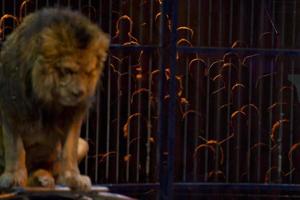 retrato de león de circo en una jaula foto