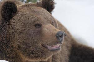 A black bear brown grizzly in the snow background photo