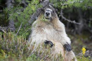 retrato de marmota canadiense foto